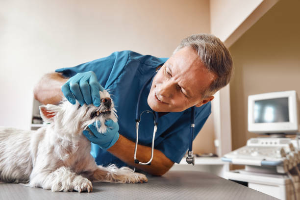 Best Walk-In Emergency Dental Services in Junction City, CA